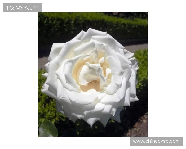 朱荣振的艺术旅程与人生哲学探索：从传统到现代的跨越与融合